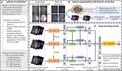 Deep-learning and conventional radiomics to predict IDH genotyping status based on magnetic resonance imaging data in adult diffuse glioma